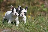 BOULEDOGUE FRANCAIS 414